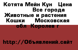Котята Мейн Кун › Цена ­ 15 000 - Все города Животные и растения » Кошки   . Московская обл.,Королев г.
